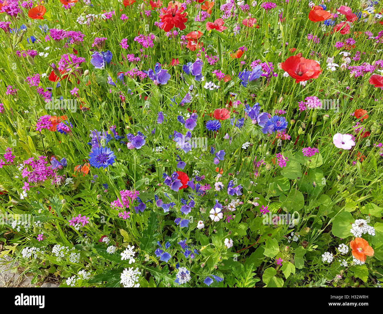 Blumenwiese, Wiesenblumen, Wildblumen Stock Photo