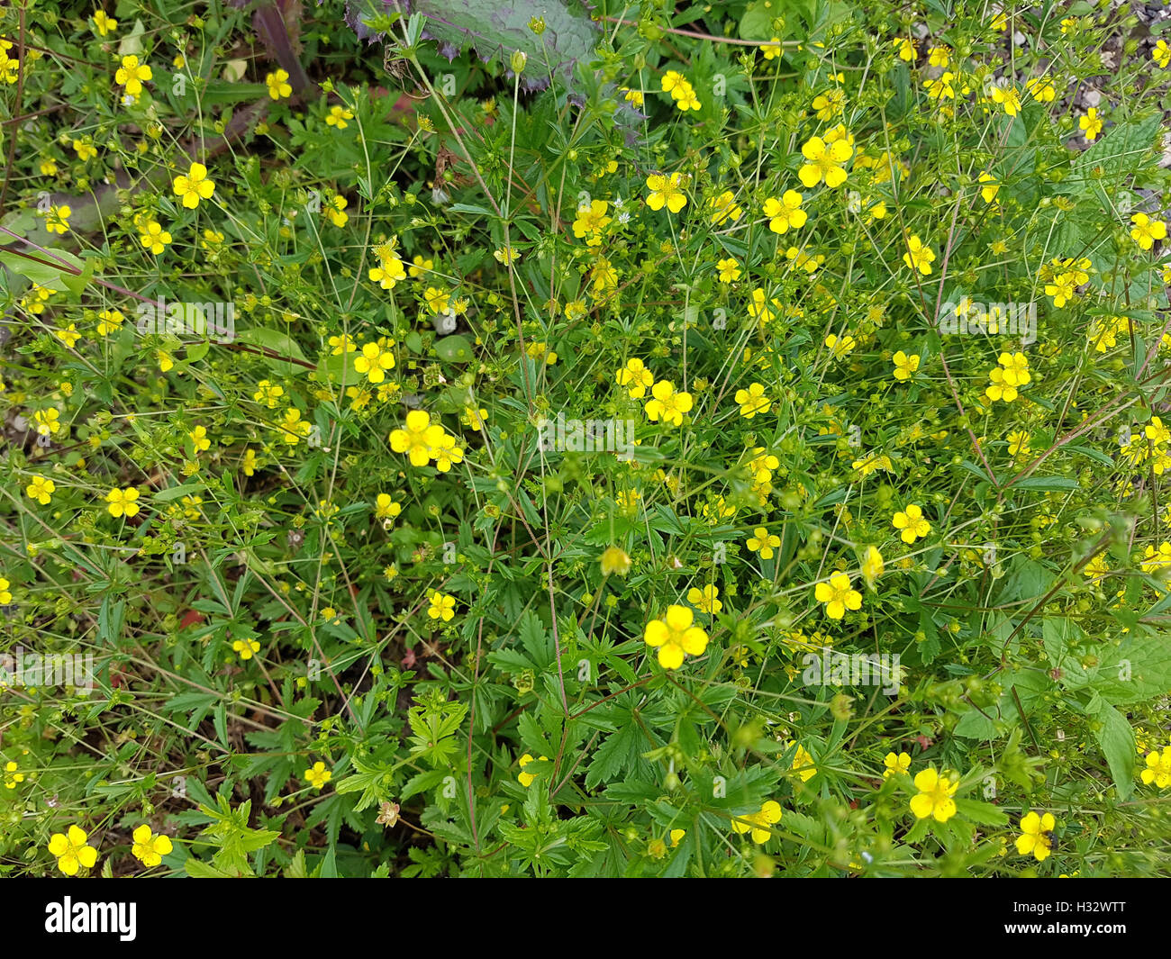 Blutwurz; Potentilla, erecta; gelbe; Blueten; gelb; Heilpflanze Stock Photo