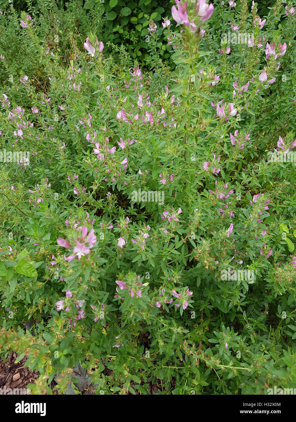Hauhechel; Dorniger; Ononis, spinosa; Wiesenpflanze; lila Blueten; Heilpflanze Stock Photo