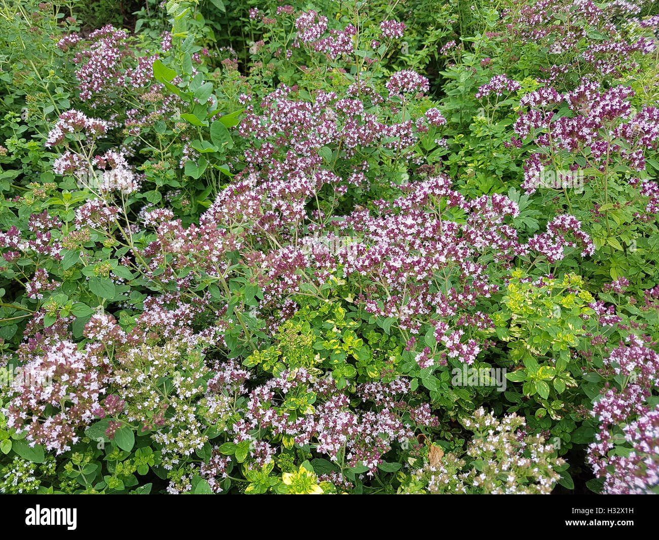 Dost; Origanum, vulgare; Oreganum; Wilder; Majoran; Heilpflanze