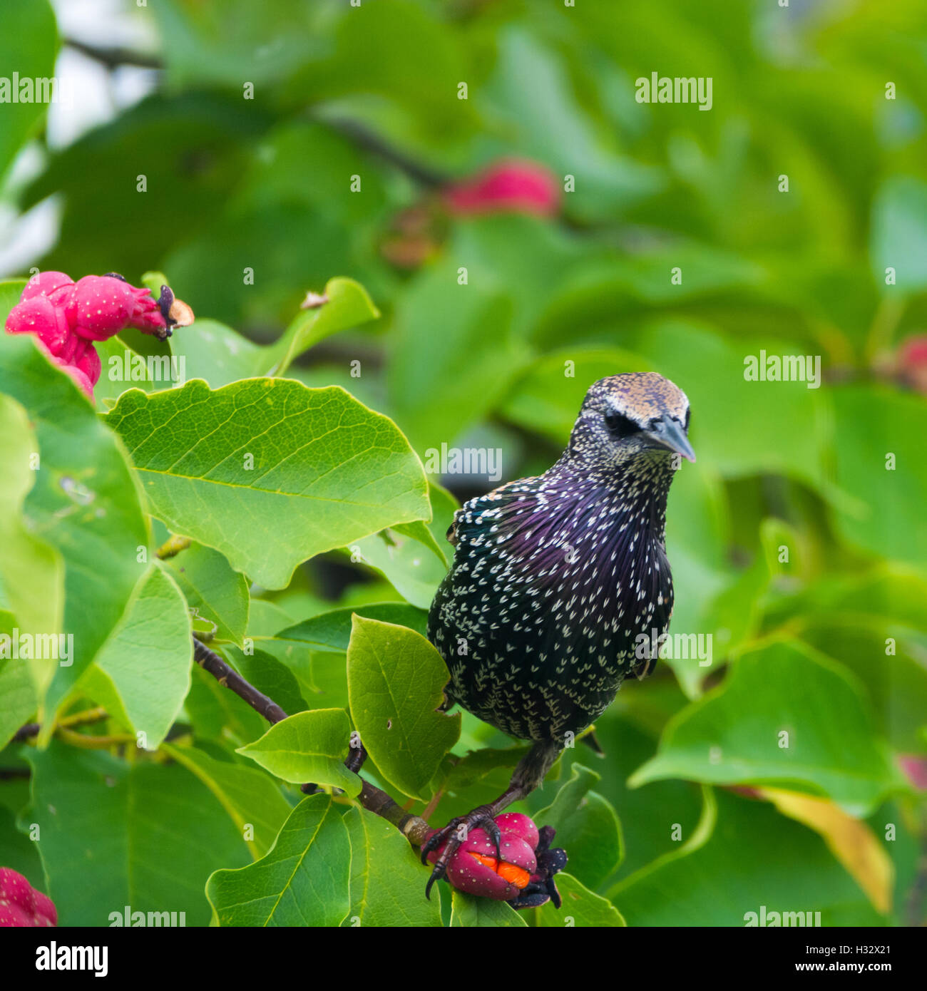 Cute brown female Eurasian Blackbird, Juvenile Common Blackbird (Turdus merula) eating red berries on the tree Stock Photo