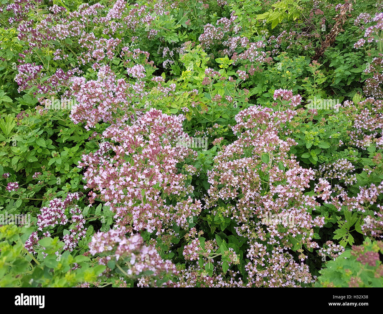 Dost; Origanum, vulgare; Oreganum; Wilder; Majoran; Heilpflanze