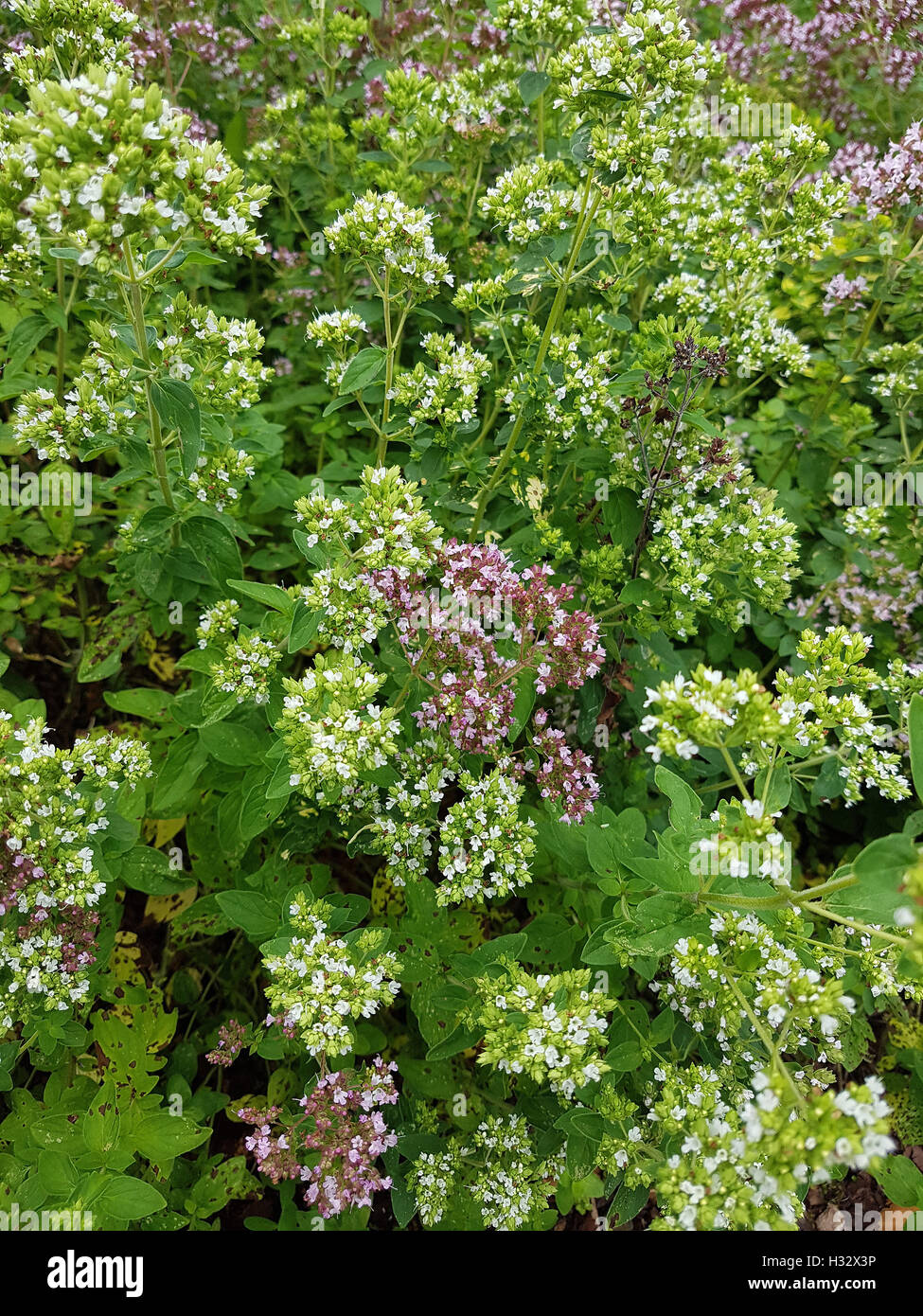 Dost; Origanum, vulgare; Oreganum; Wilder; Majoran; Heilpflanze
