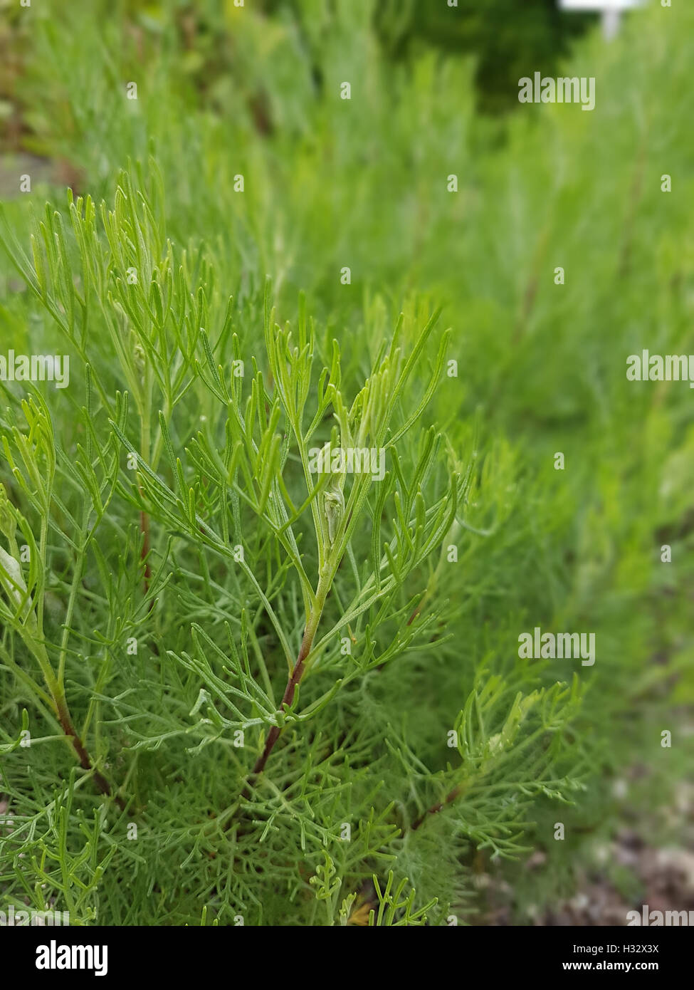 Eberraute; Artemisia, abrotanum; Duftkraut; Heilpflanze Stock Photo