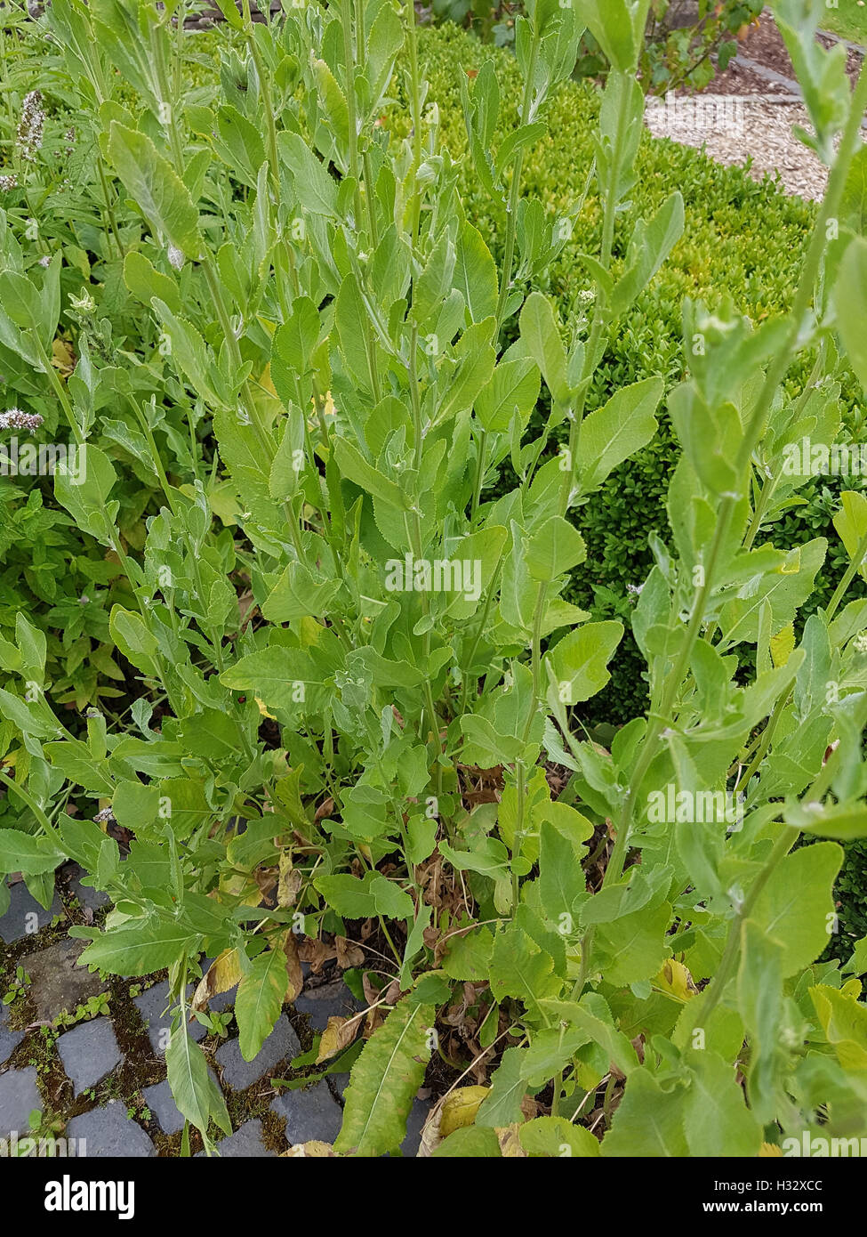 Balsamkraut, Frauenminze, Chrysanthemum, Tanacetum, balsamita