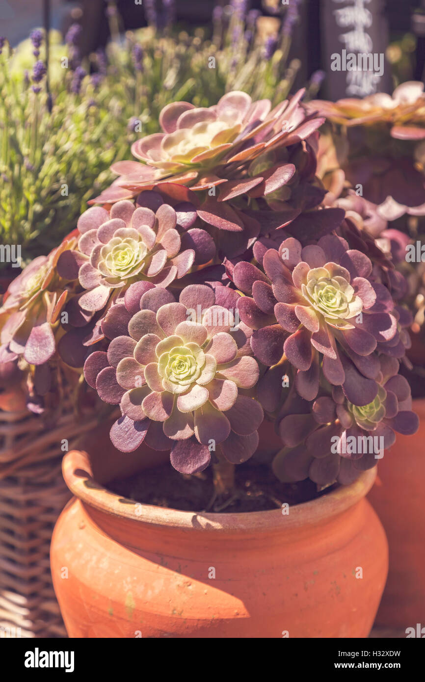 Potted cactus succulent plants hi-res stock photography and images - Alamy