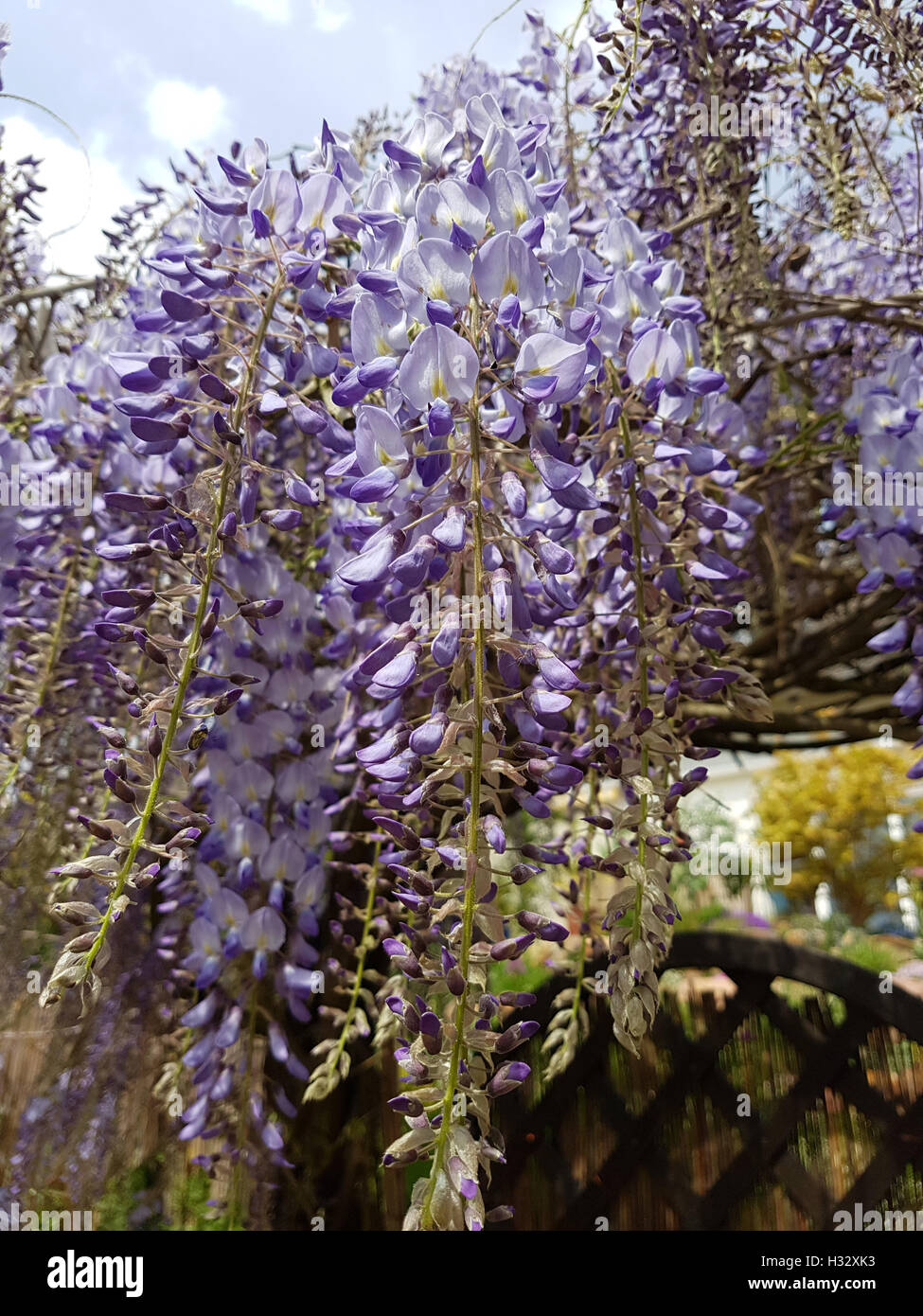 Blauregen; Wisteria, sinensis; Chinesischer; Glyzine Stock Photo Alamy