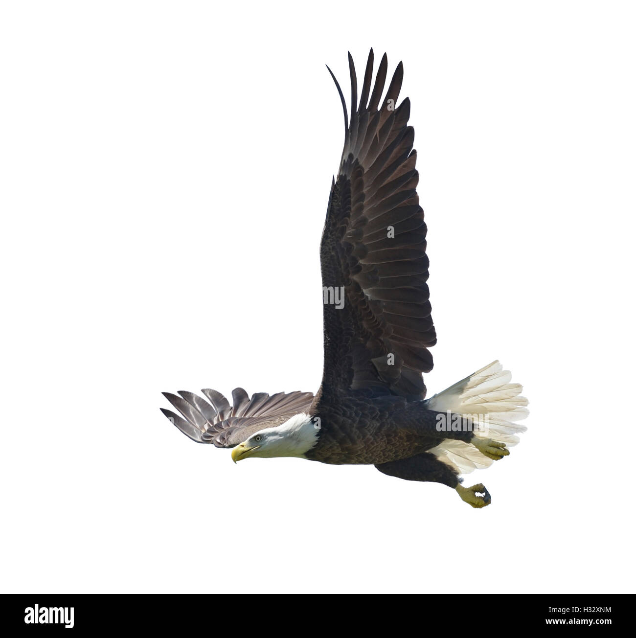 American bald eagle Cut Out Stock Images & Pictures Alamy