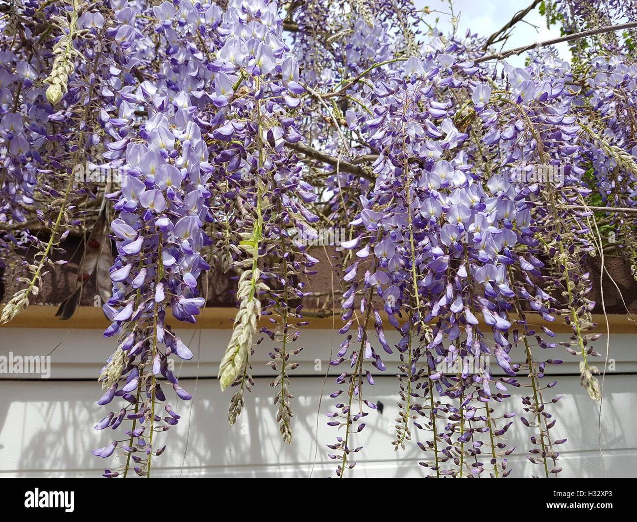 blauregen auf dem balkon Chinesischer Blauregen 'Caroline' - Wisteria sinensis 'caroline'