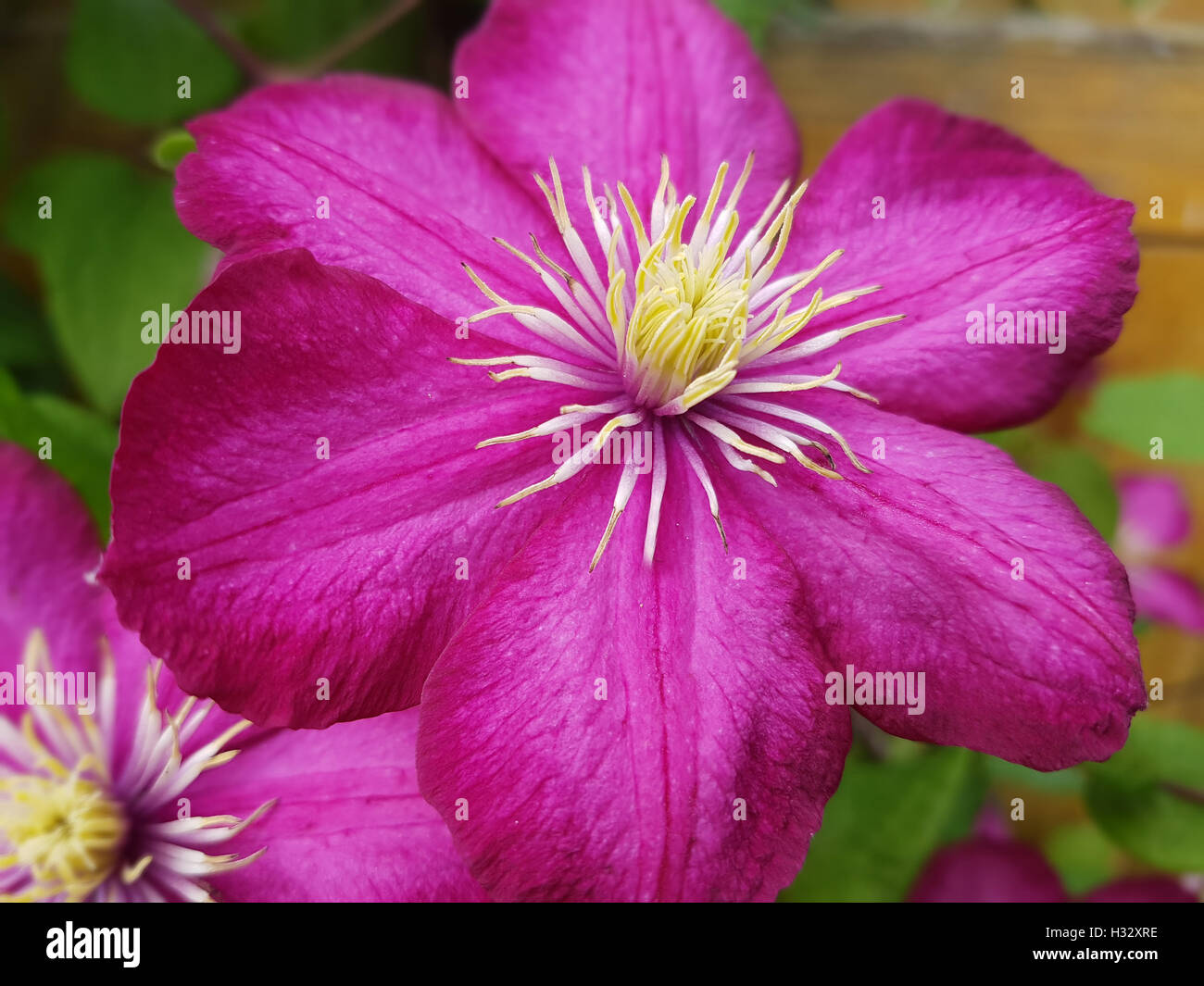 Clematis; Ville; de; Lyon; Clematis Hybride Stock Photo Alamy