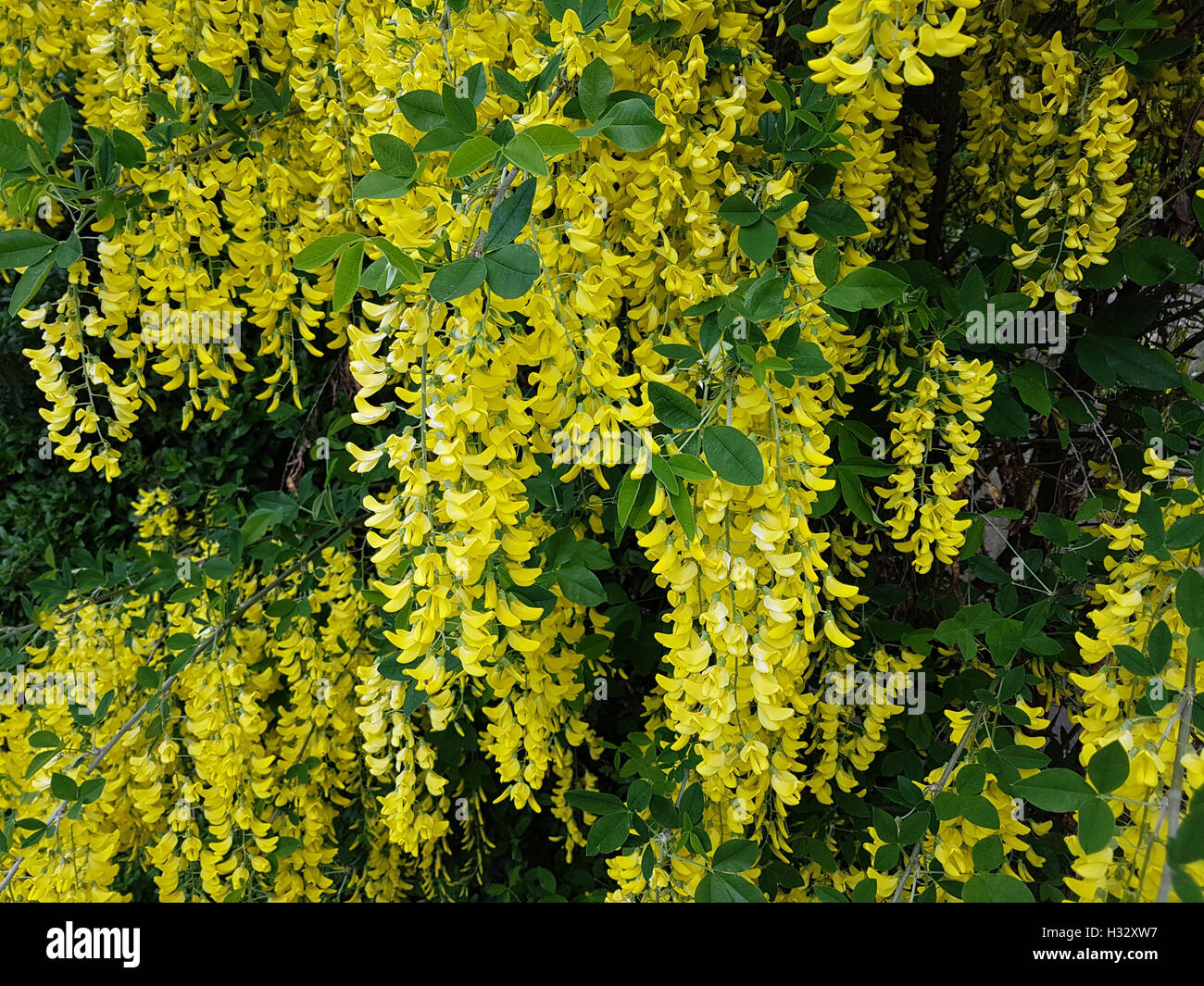 Goldregen hires stock photography and images Alamy