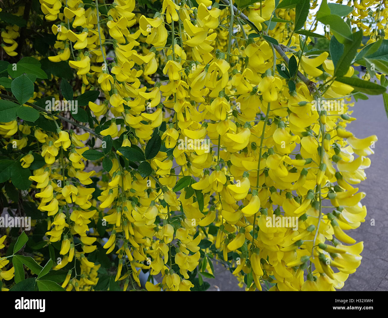 Goldregen hires stock photography and images Alamy