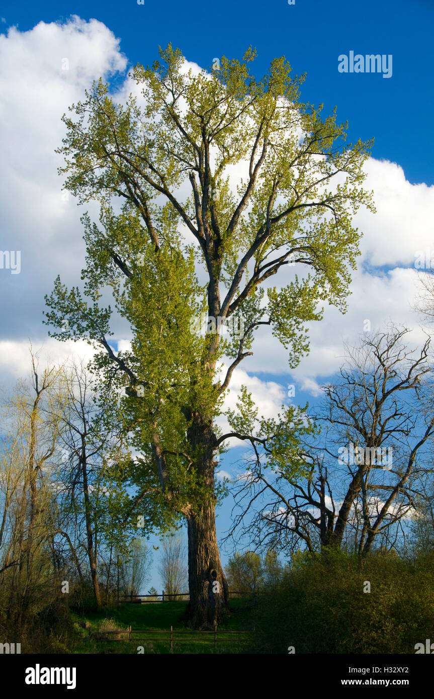 Worlds Largest Black Cottonwood by Mission Lake, Willamette Mission