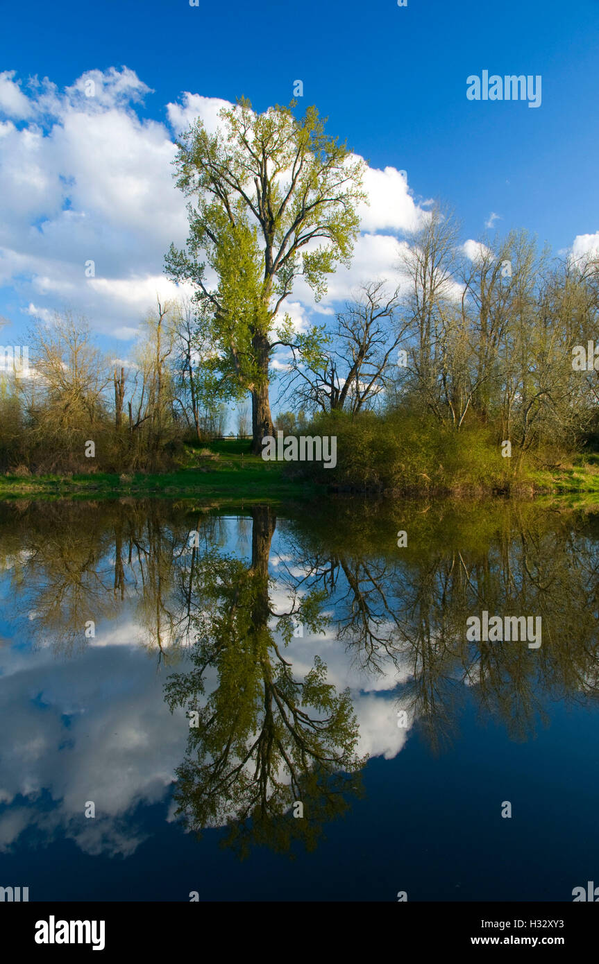 Worlds Largest Black Cottonwood by Mission Lake, Willamette Mission