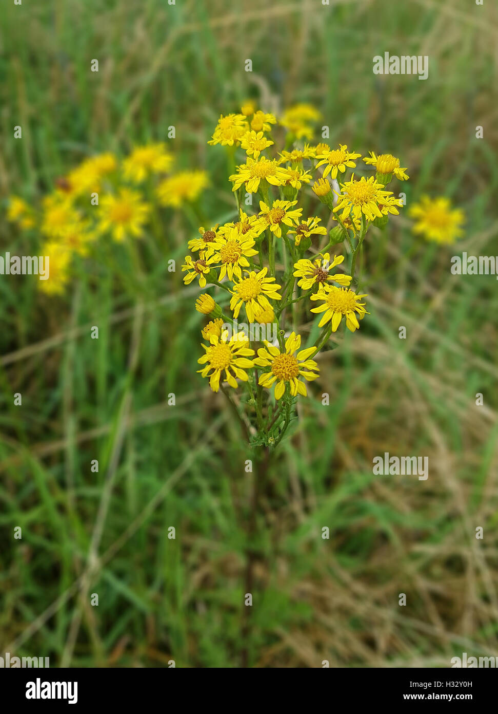 Jakobs Kreuzkraut Senecio Jacobeae Giftpflanze Stock Photo Alamy