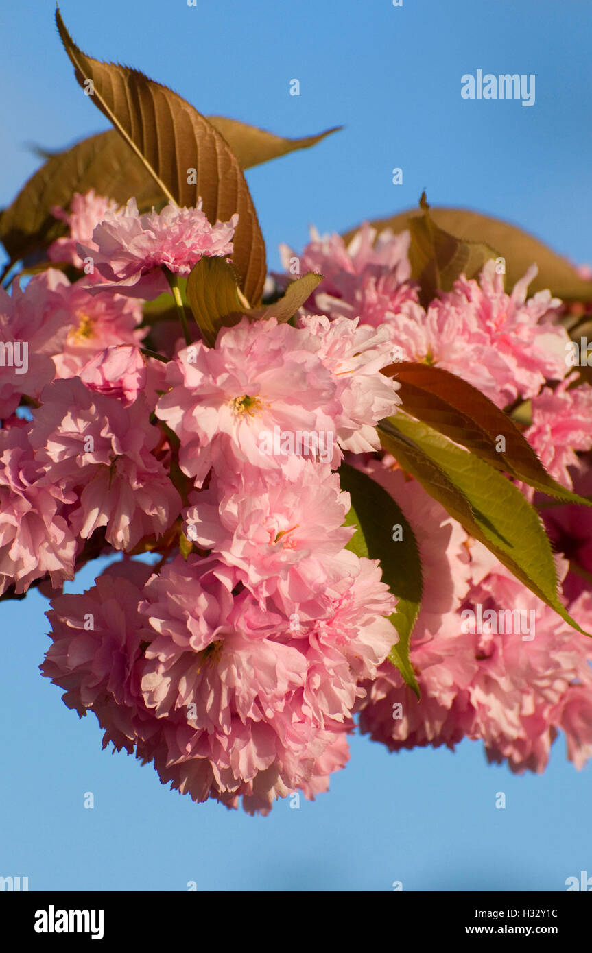 Ornamental cherry blooms, Marion County, Oregon Stock Photo