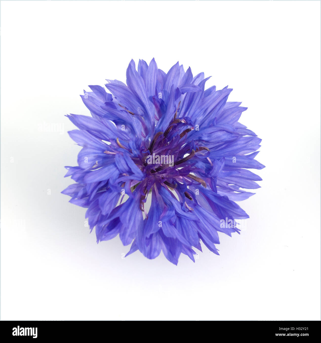 Kornblume; Centaurea; cyanus; Ackerpflanze, Heilpflanze Stock Photo