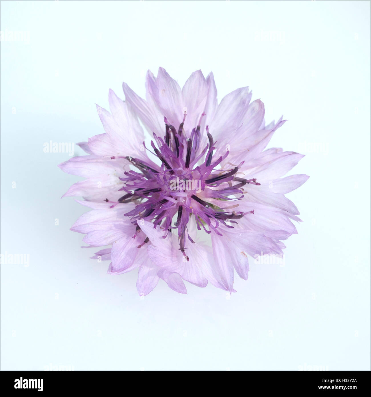 Kornblume; Centaurea; cyanus; Ackerpflanze, Heilpflanze Stock Photo