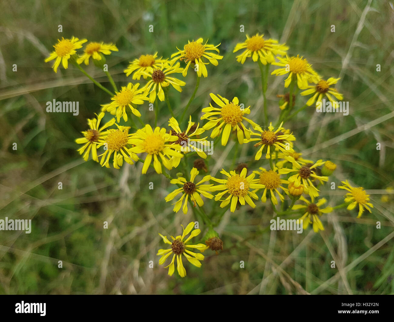 Jakobs-Kreuzkraut; Senecio; jacobeae, Giftpflanze Stock Photo