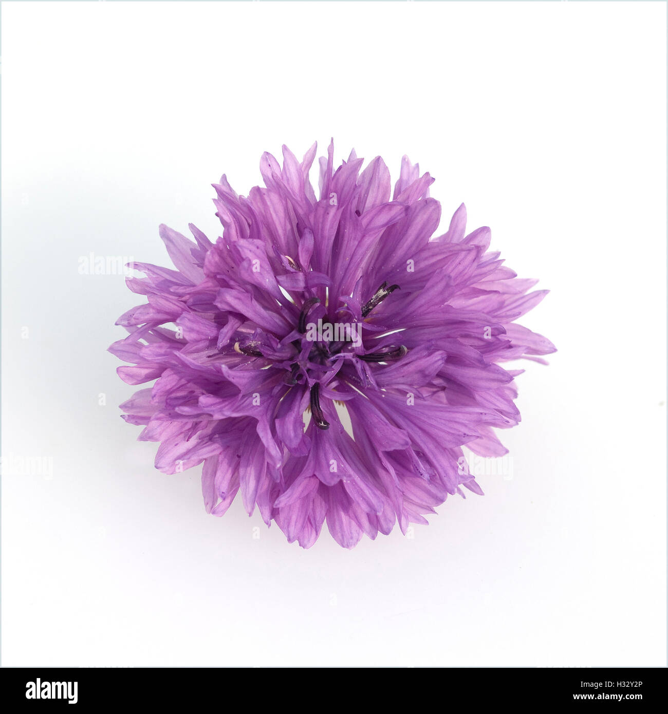 Kornblume; Centaurea; cyanus; Ackerpflanze, Heilpflanze Stock Photo
