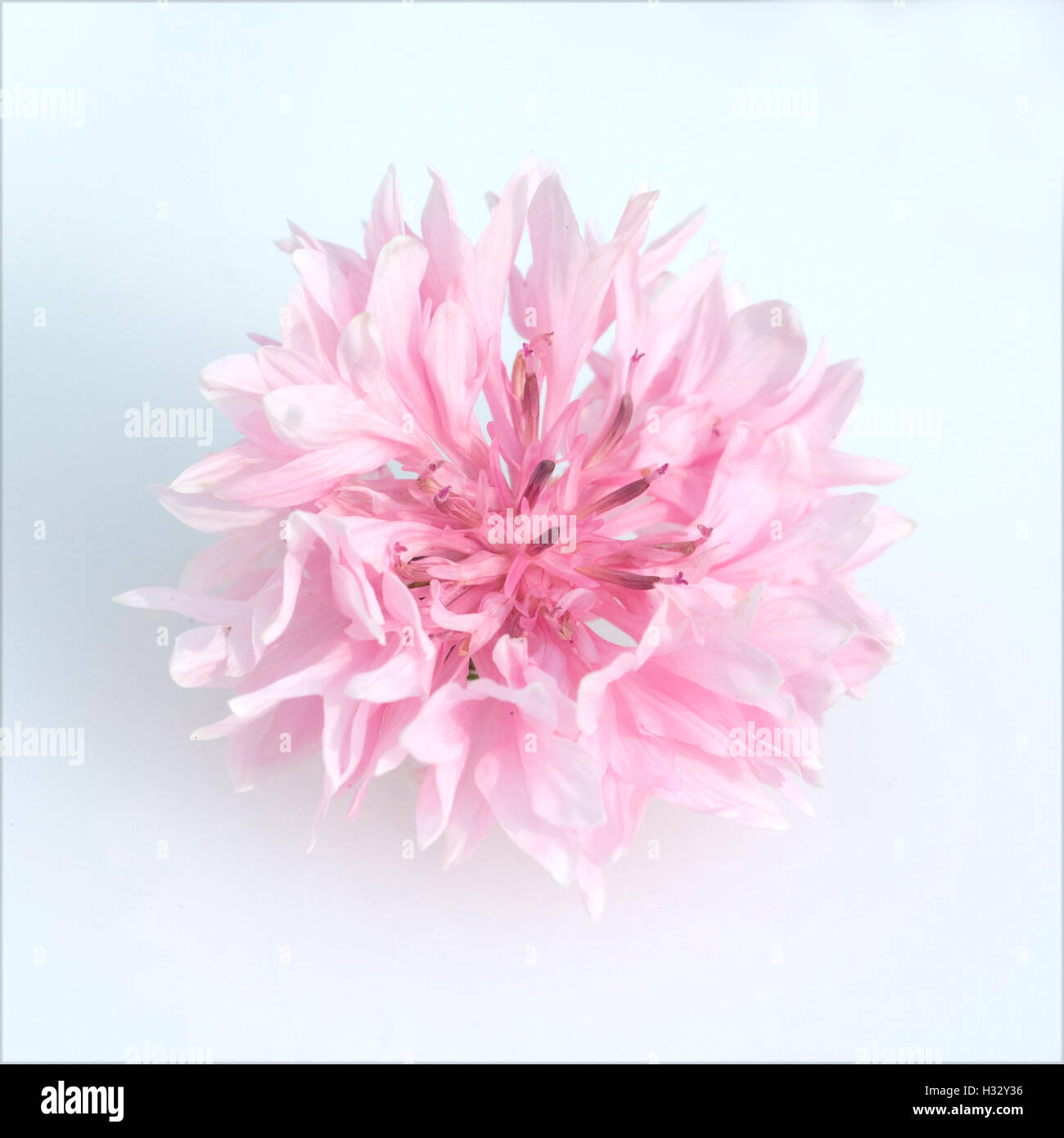 Kornblume; Centaurea; cyanus; Ackerpflanze, Heilpflanze Stock Photo