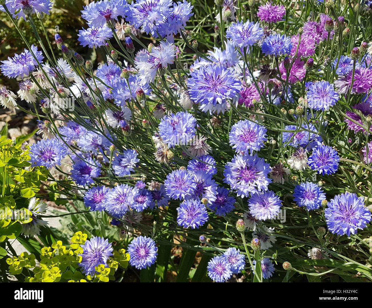 Kornblume; Centaurea; cyanus; Ackerpflanze, Heilpflanze Stock Photo