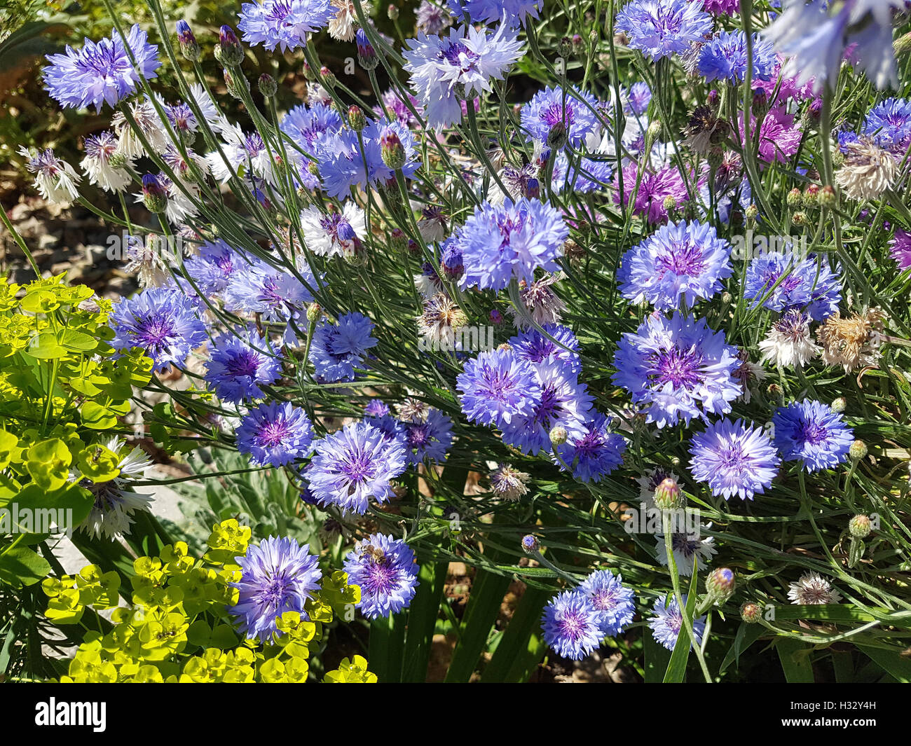 Kornblume; Centaurea; cyanus; Ackerpflanze, Heilpflanze Stock Photo