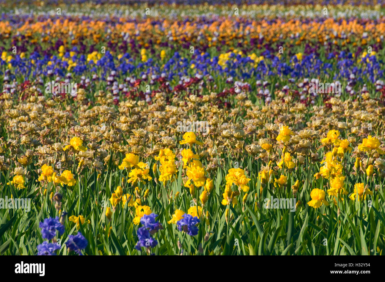 Iris field, Schreiners Iris Gardens, Keizer, Oregon Stock Photo
