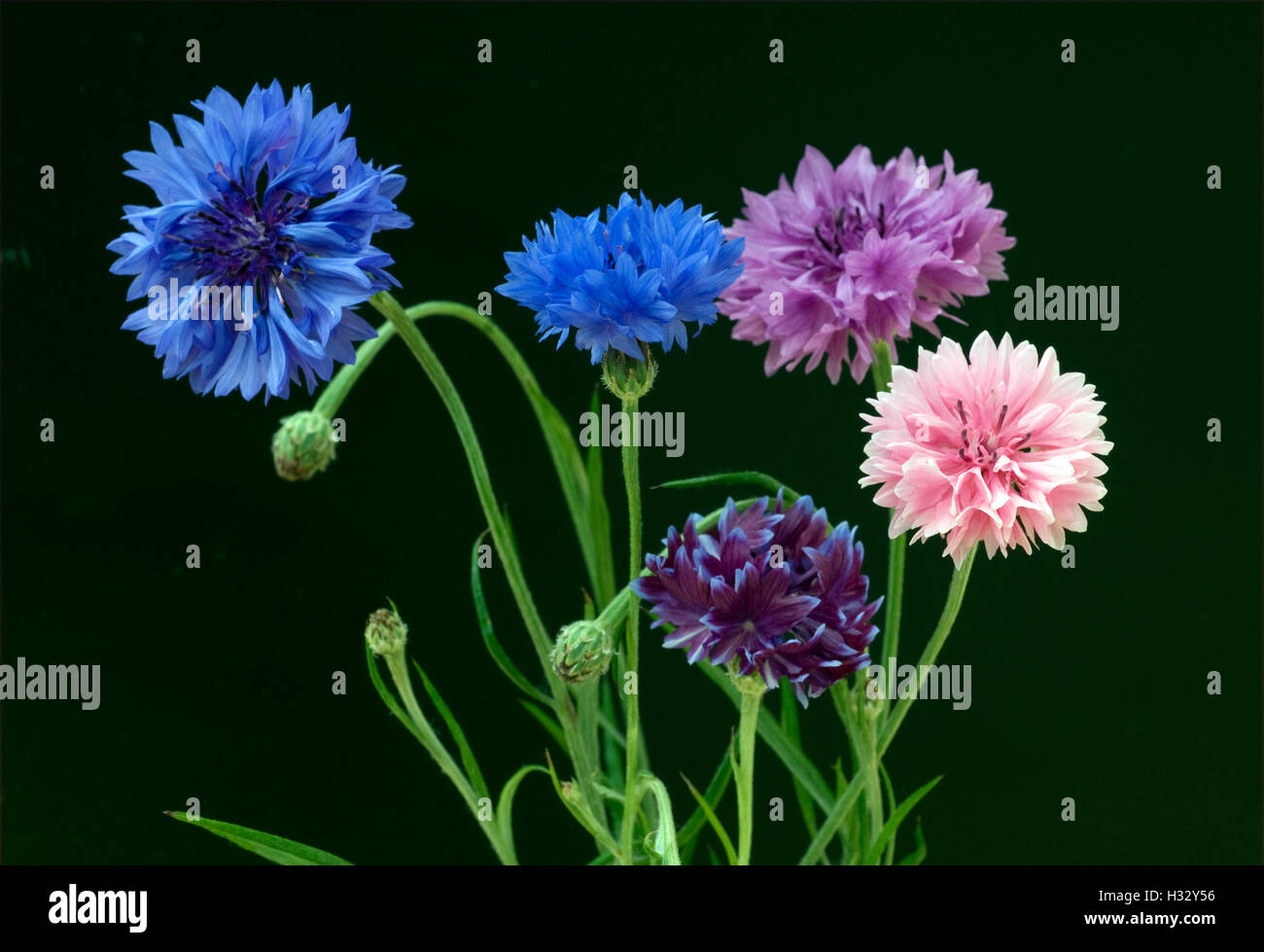 Kornblume; Centaurea; cyanus; Ackerpflanze, Heilpflanze Stock Photo