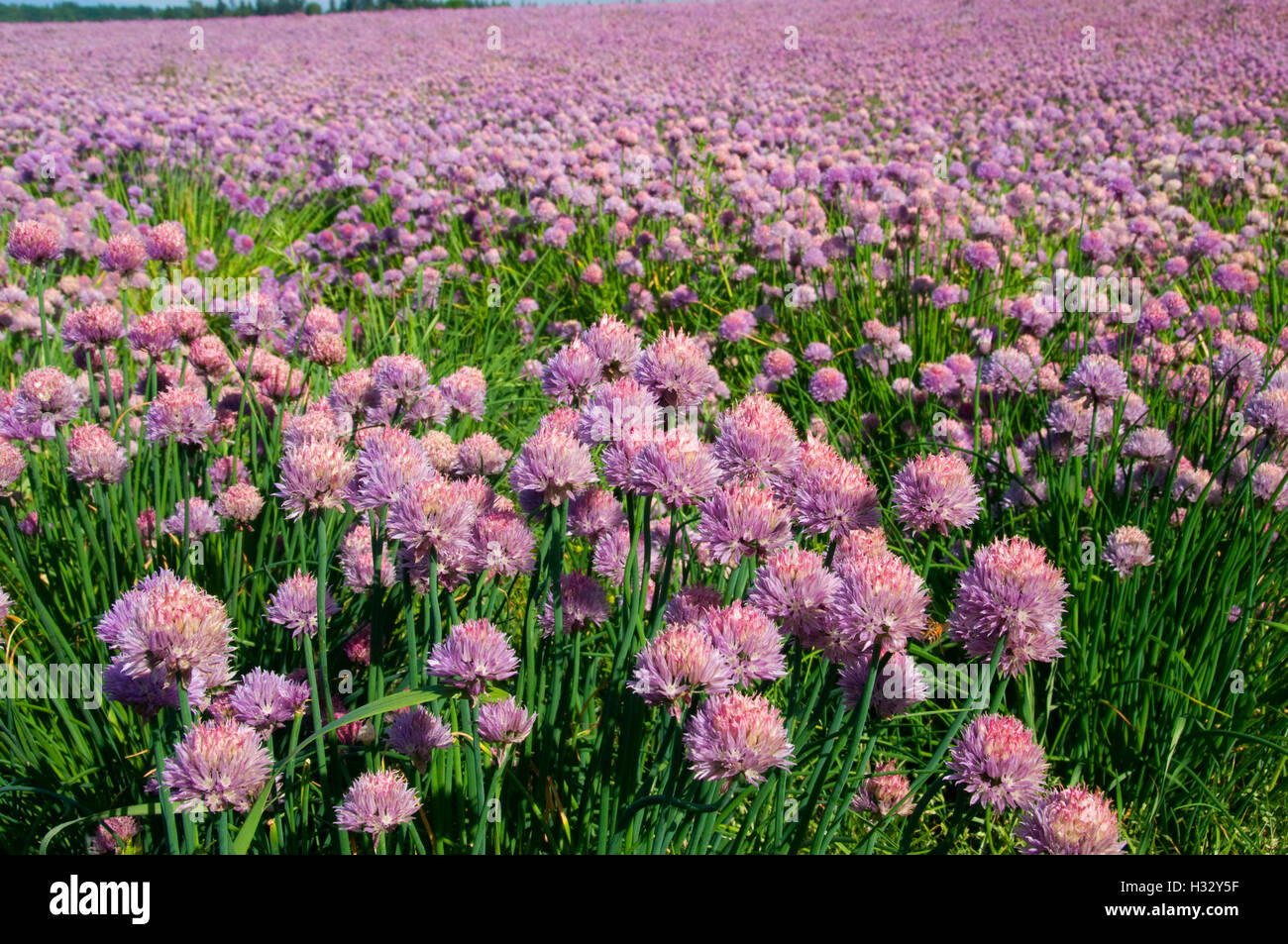 Bloom onion hi-res stock photography and images - Alamy