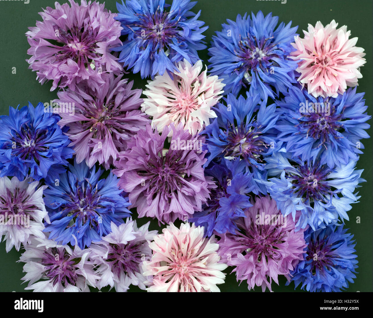 Kornblume; Centaurea; cyanus; Ackerpflanze, Heilpflanze Stock Photo