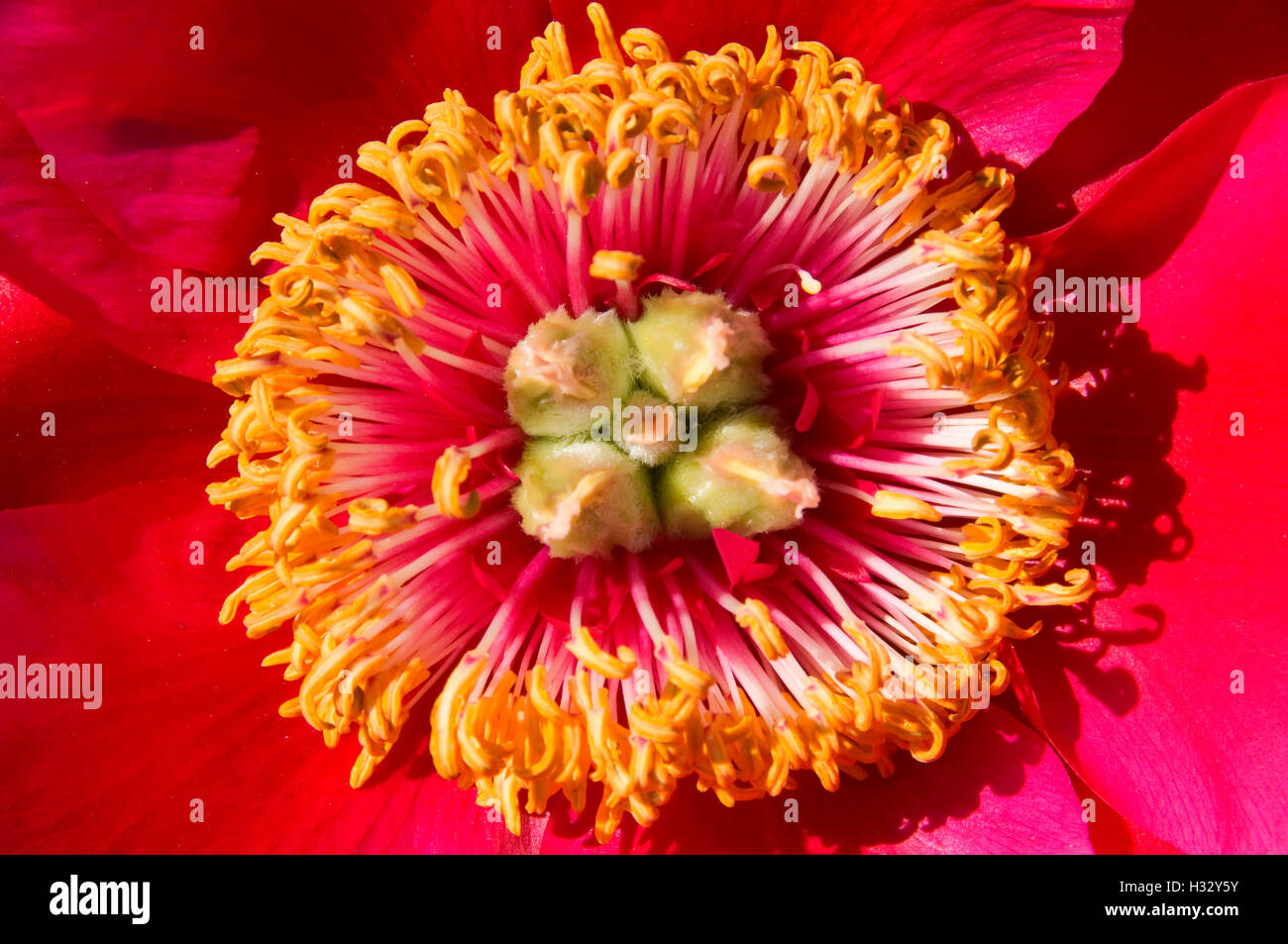 Fairy Princess peony, Adelman Peony Garden, Brooks, Oregon Stock Photo