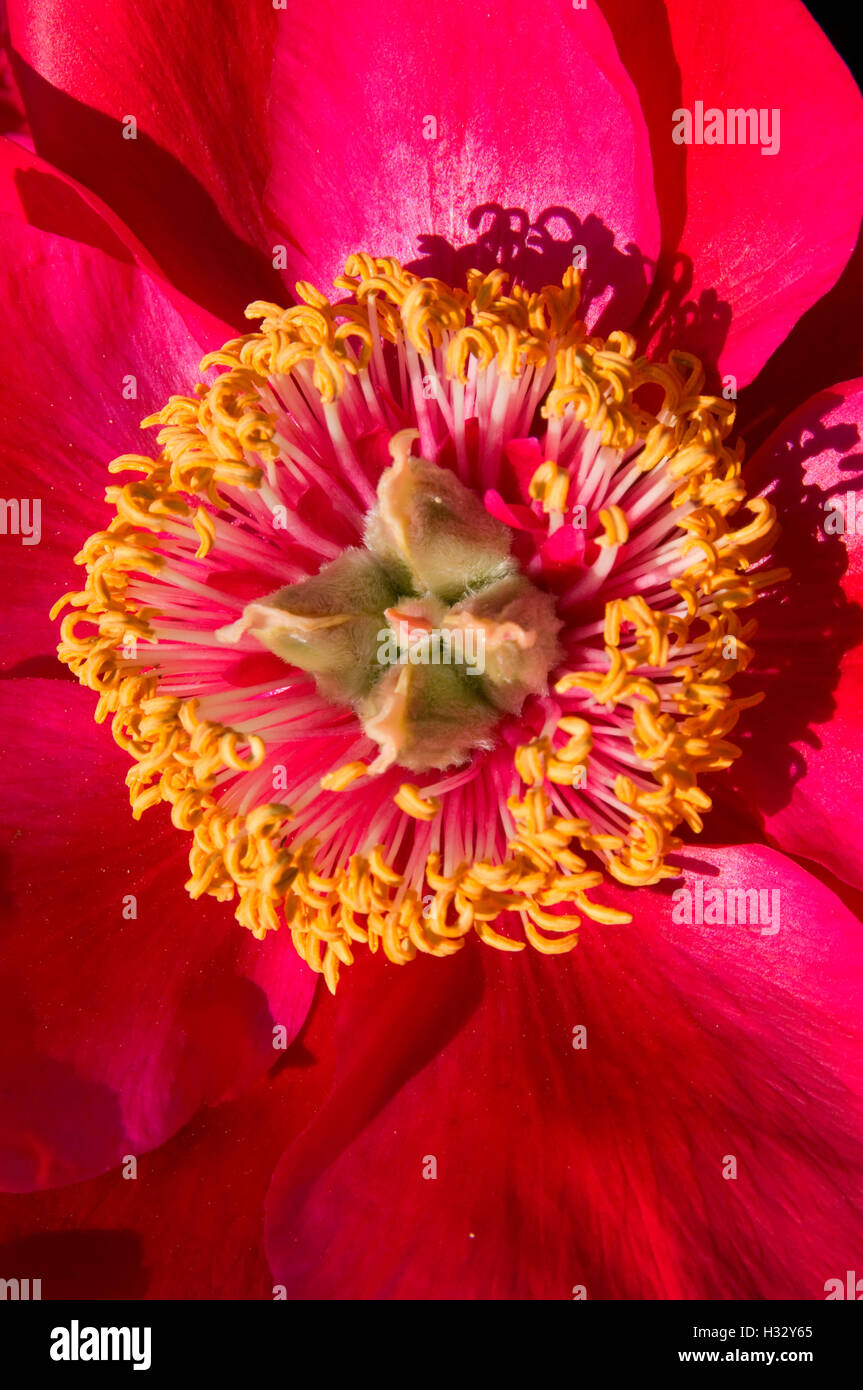 Fairy Princess peony, Adelman Peony Garden, Brooks, Oregon Stock Photo