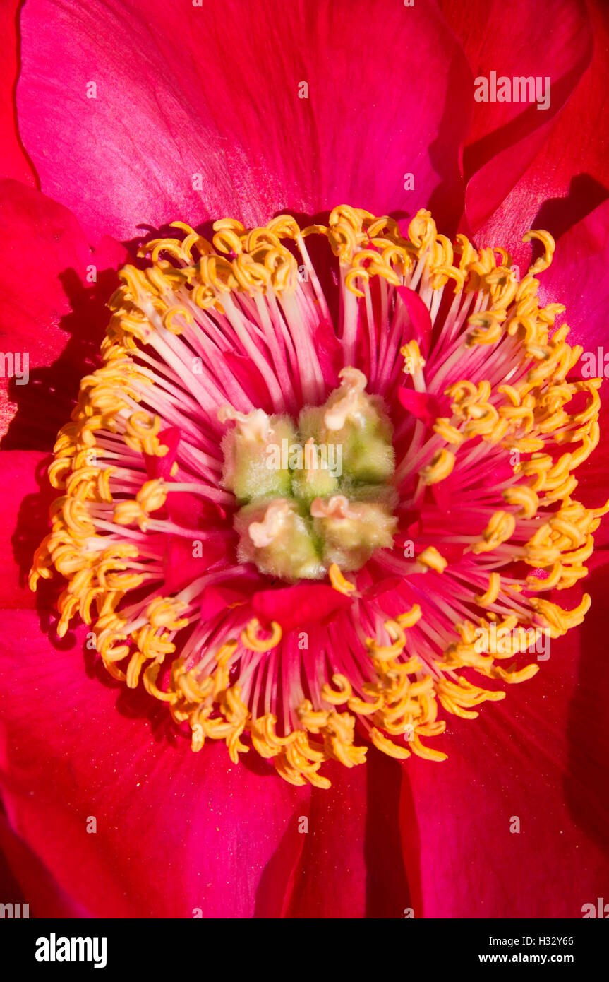Fairy Princess peony, Adelman Peony Garden, Brooks, Oregon Stock Photo