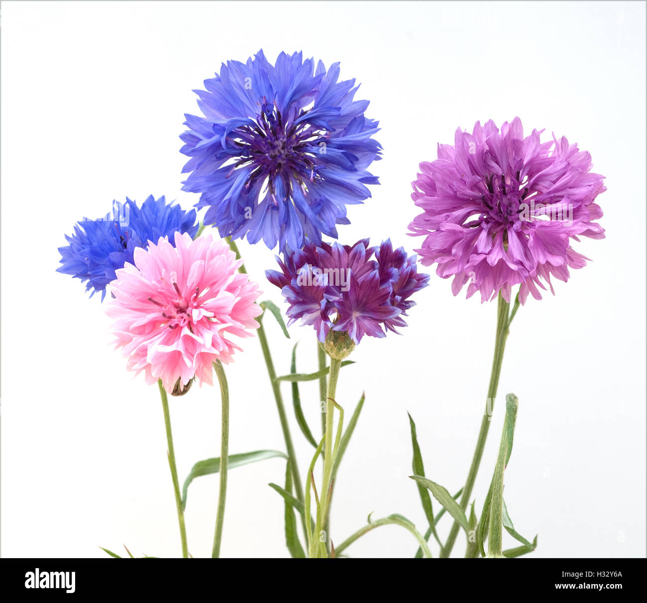 Kornblume; Centaurea; cyanus; Ackerpflanze, Heilpflanze Stock Photo