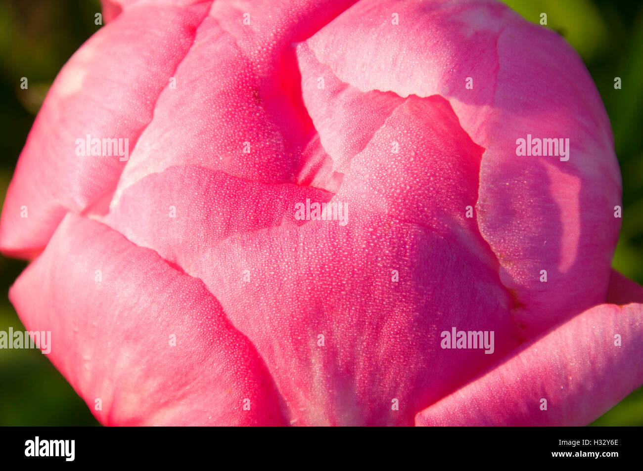Cytherea hi-res stock photography and images - Alamy