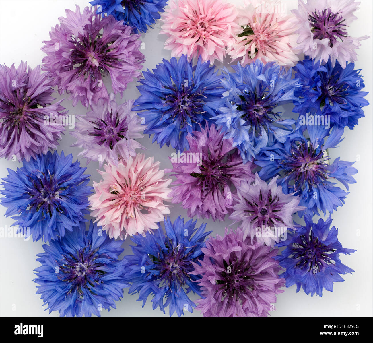 Kornblume; Centaurea; cyanus; Ackerpflanze, Heilpflanze Stock Photo