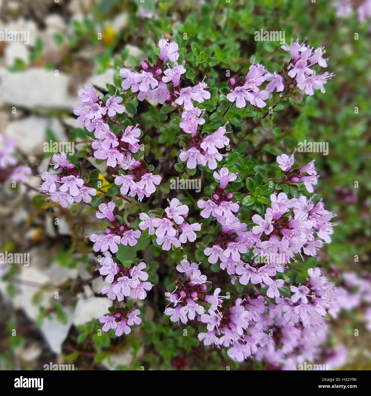 Quendel, Feldthymian, Thymus, serpyllum, Wildthymian Stock Photo Alamy