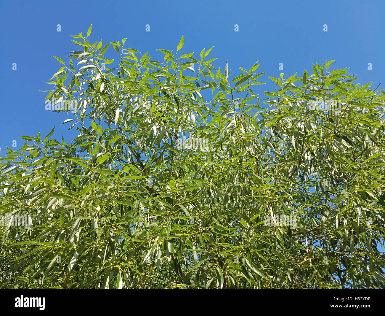 Silberweide; salix alba; Blatt; Laubbaum, Heilpflanze Stock Photo