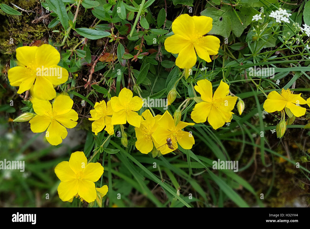 Sonnenroeschen; Helianthemum, nummularium; Rock Rose; Bach-Blueten Stock  Photo - Alamy