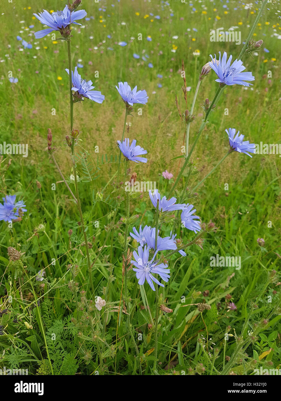 Wegwarte; Cichorium; intybus; Ackerpflanze; Chicory; Bachbluete Stock Photo
