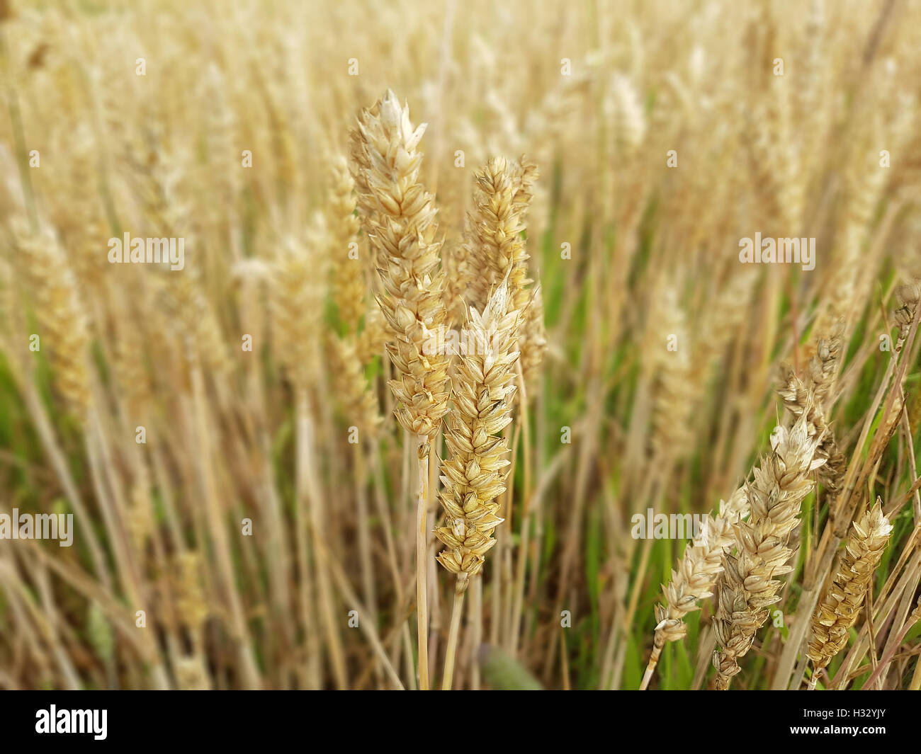 Getreidefrucht hi-res stock photography and images - Alamy