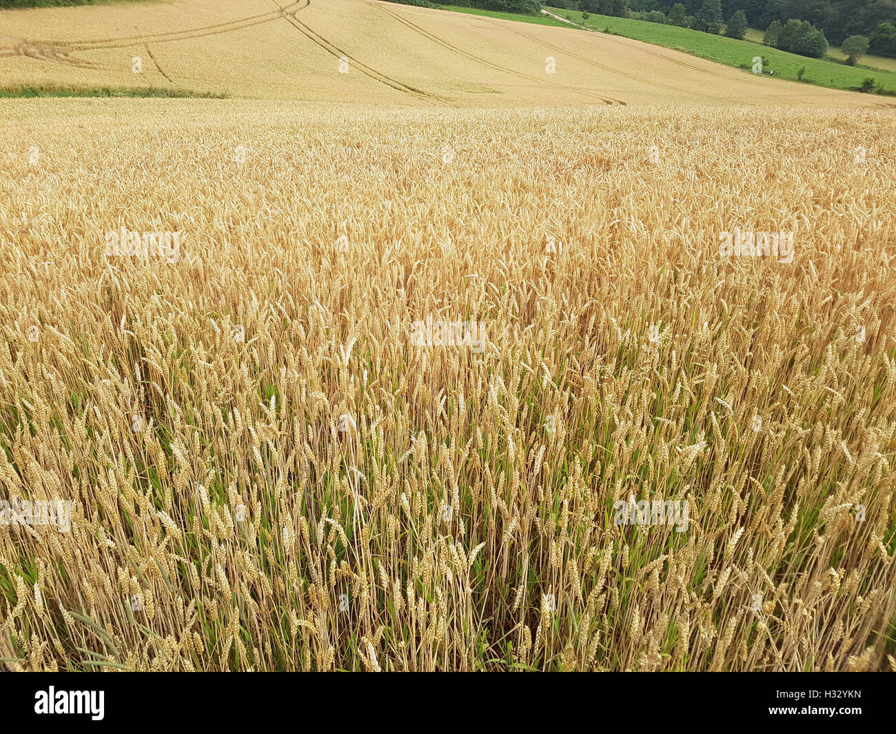 Weizenaehren, Weizenkoerner, Weizen, Triticum, aestivum Stock Photo - Alamy