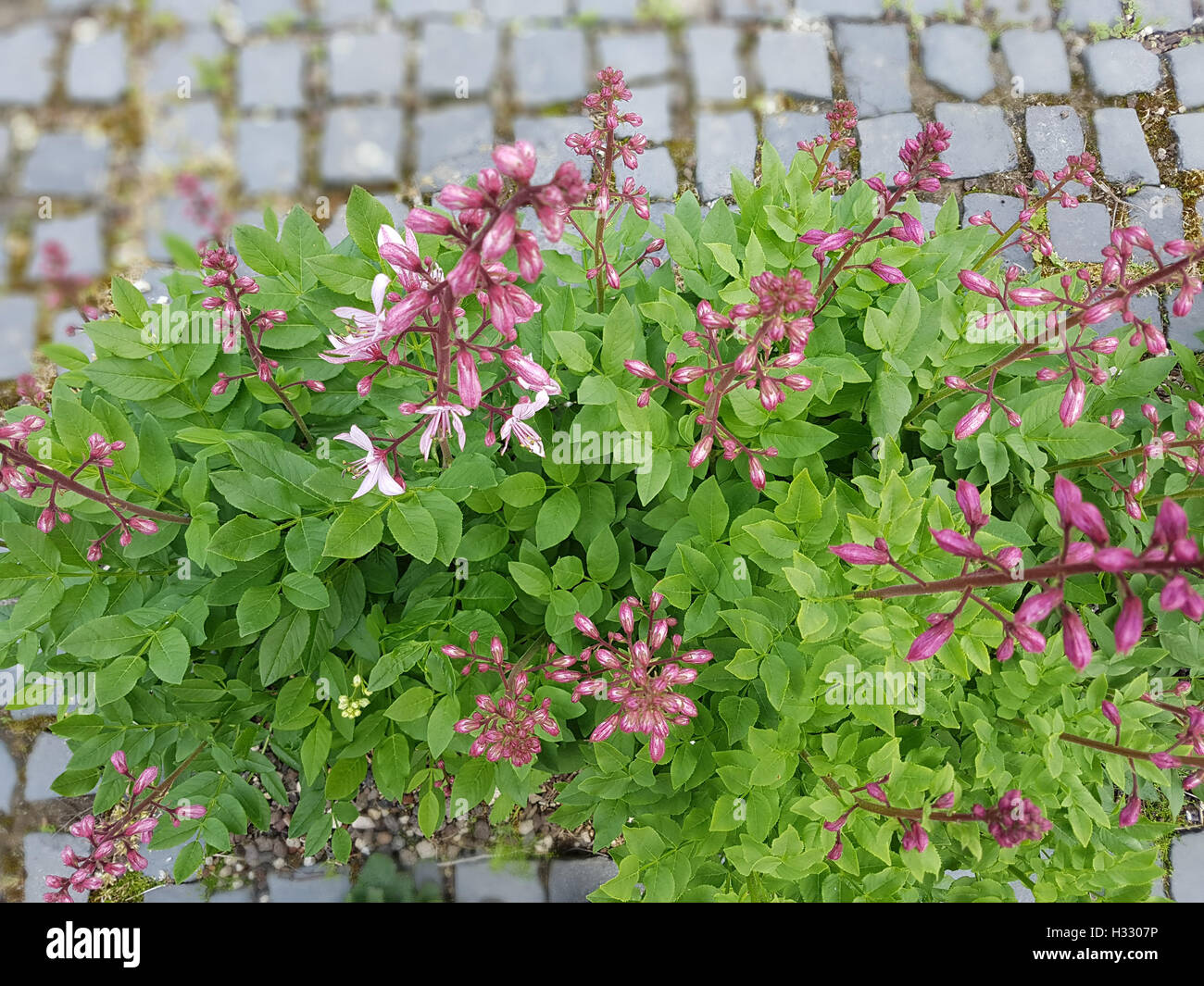 Diptam; Dictamnus, Albus; Heilpflanze; Wildpflanze Stock Photo