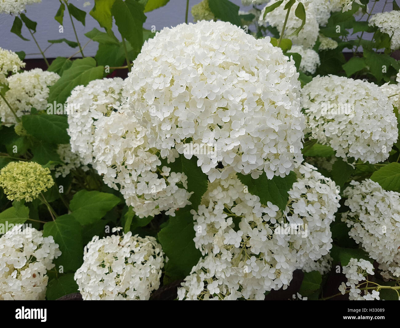Hortensie hydrangea macrophylla hi-res stock photography and images - Alamy