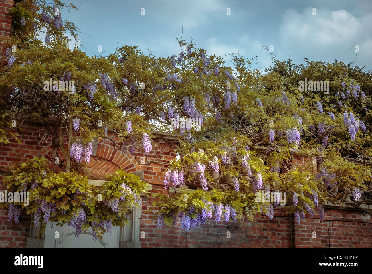 Beautiful lilacs on a bush overhang a brick garden wall Stock Photo