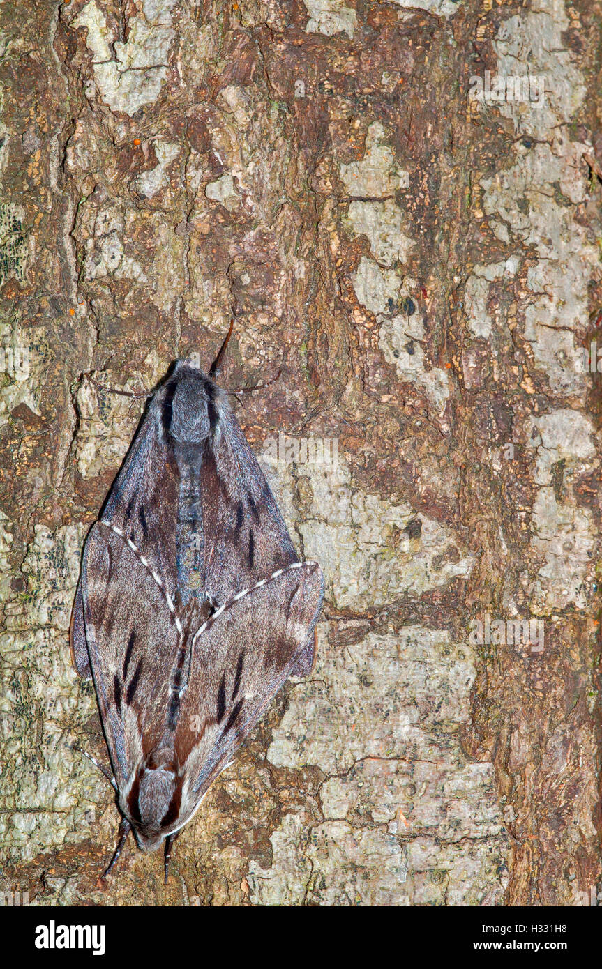 Pine hawk moth hawk mating (Hyloicus Pinastri) Stock Photo