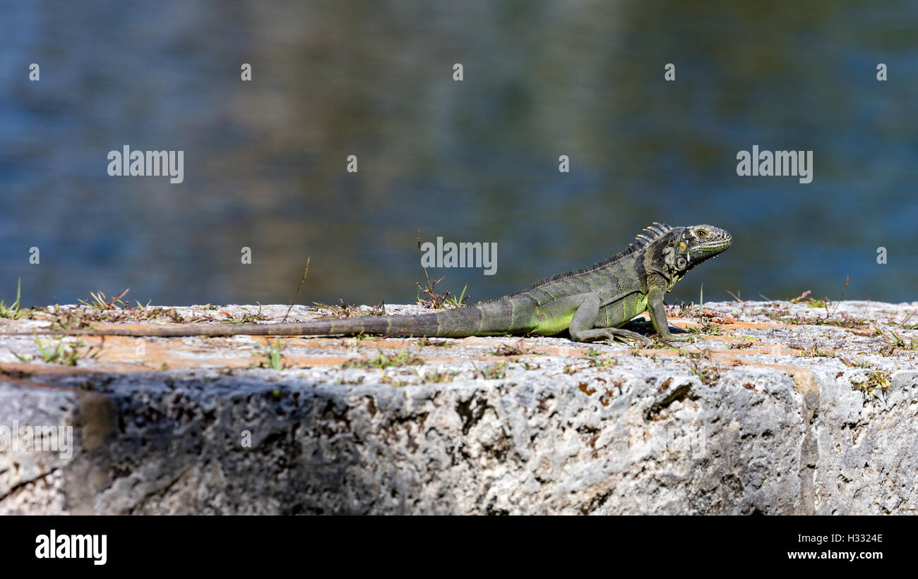 Green iguana on top of a wall, portrait from site Stock Photo