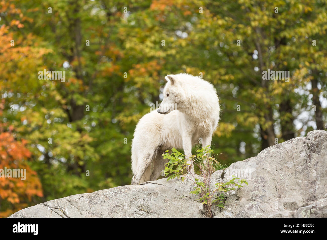 Wolves In Fall Arctic wolf in the fall forest Stock Photo - Alamy
