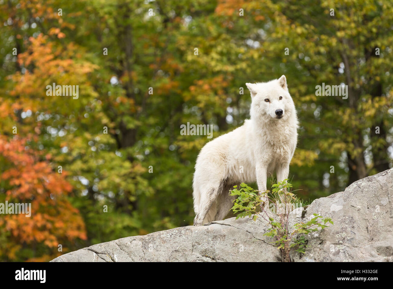 Wolves In Fall Arctic wolf in the fall forest Stock Photo - Alamy